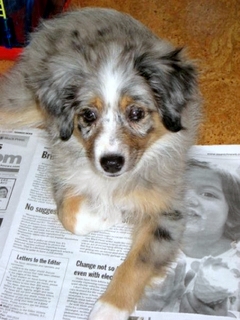 Banjo< Sadie and Hazer: BC